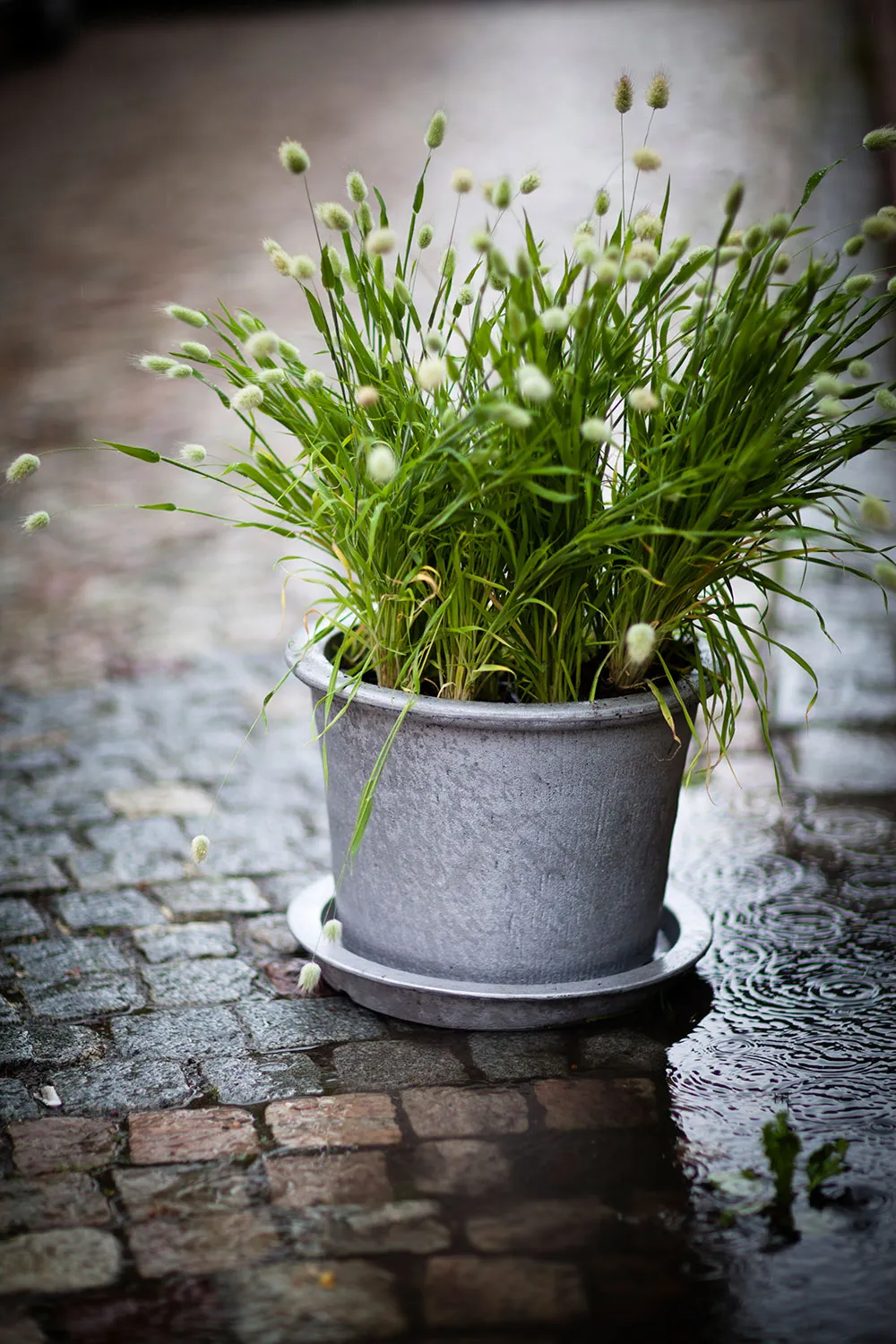Cilla Planter - 4