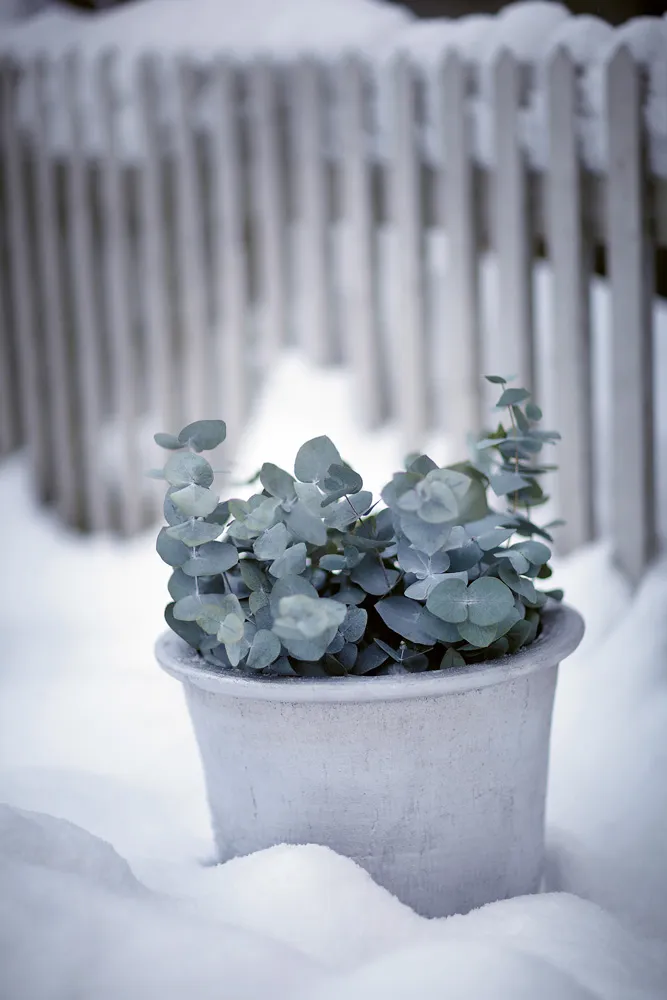 Cilla Planter - 3