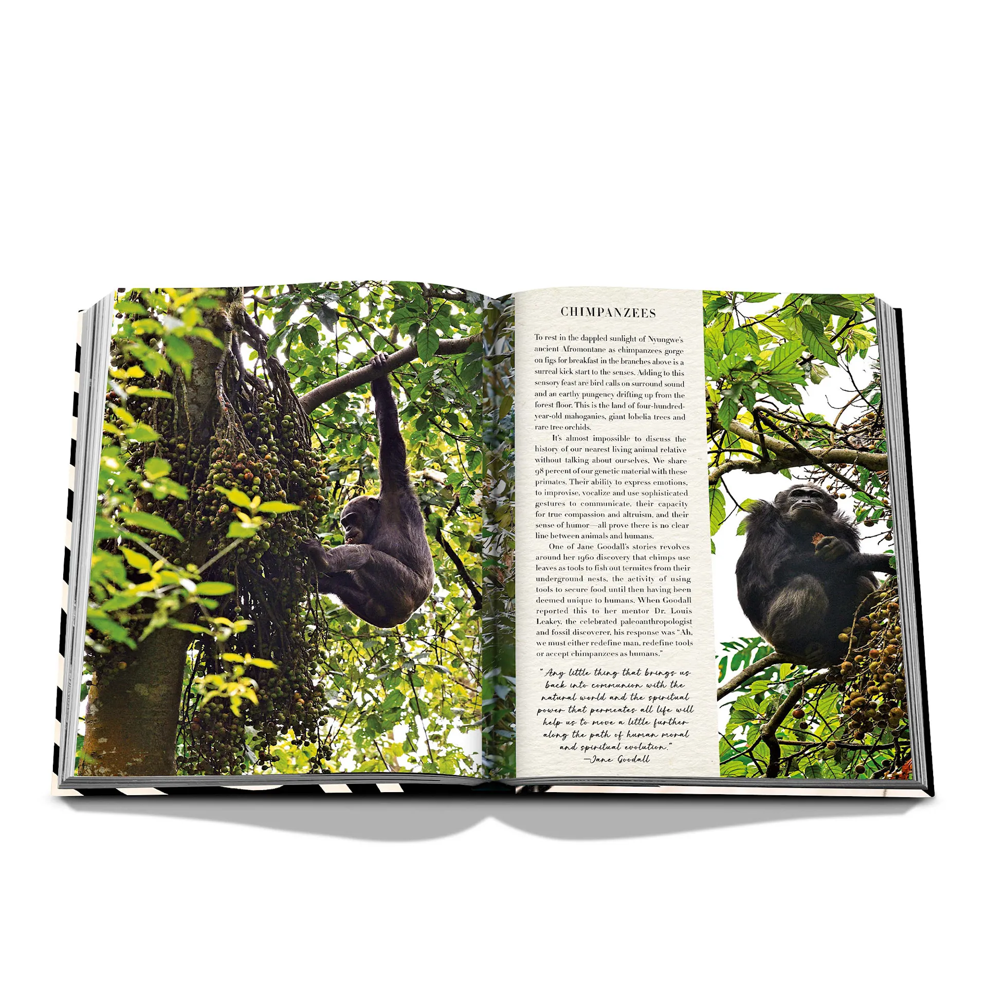 African Adventures - Assouline - NO GA