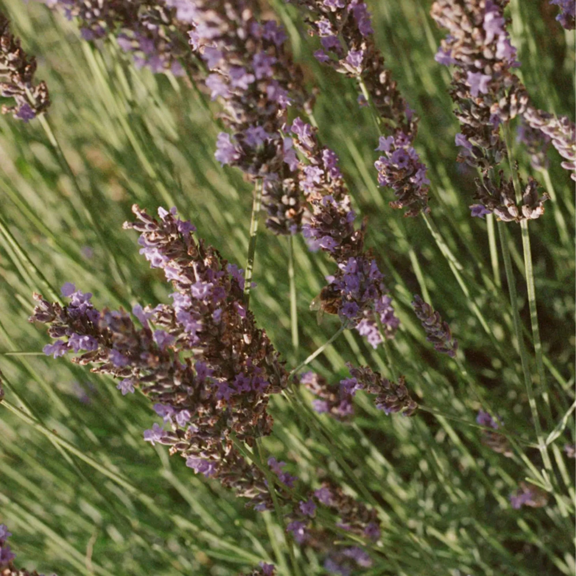 068 Lavender Linen Water 1 liter - 3