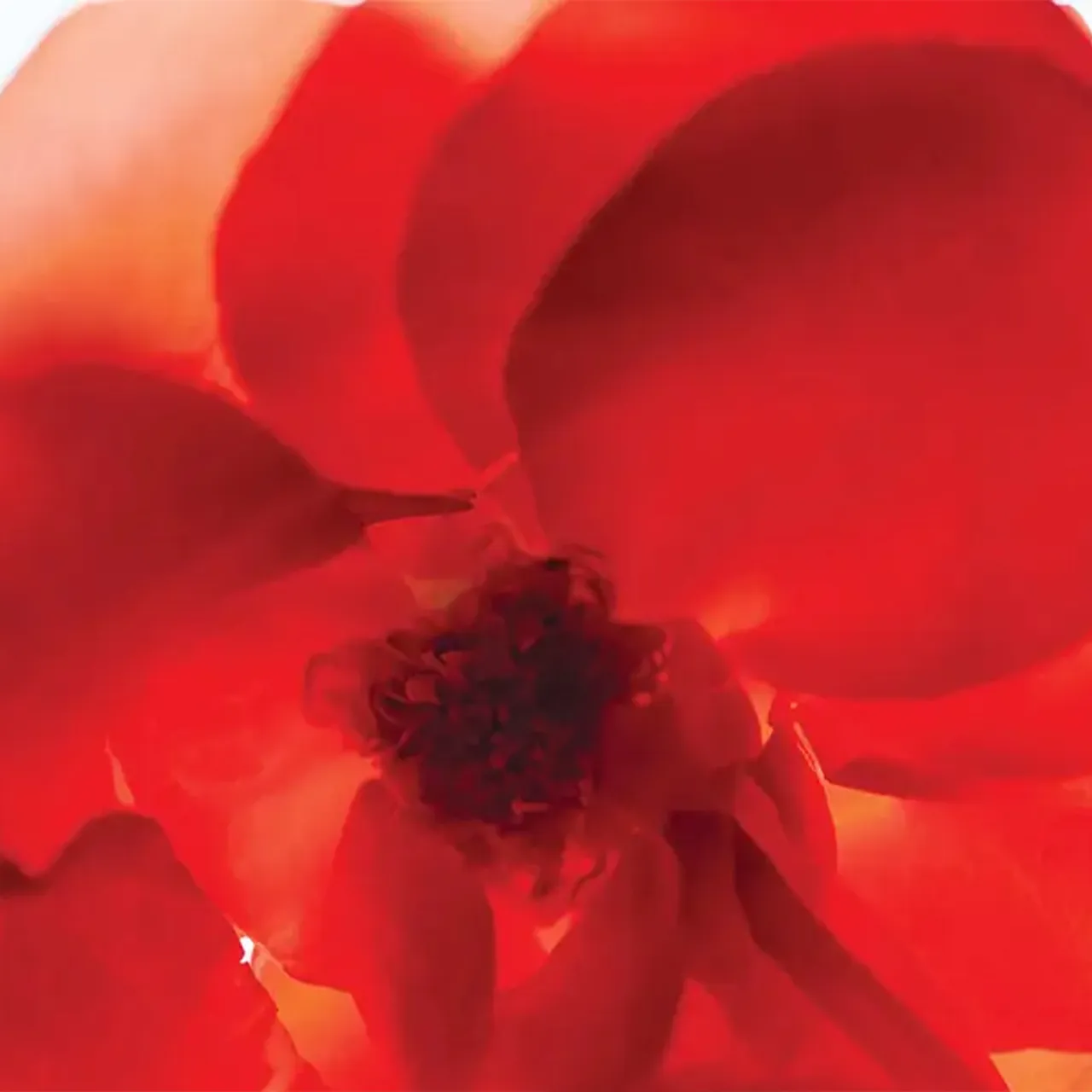 Rose Of No Man's Land Hand Cream 30 ml