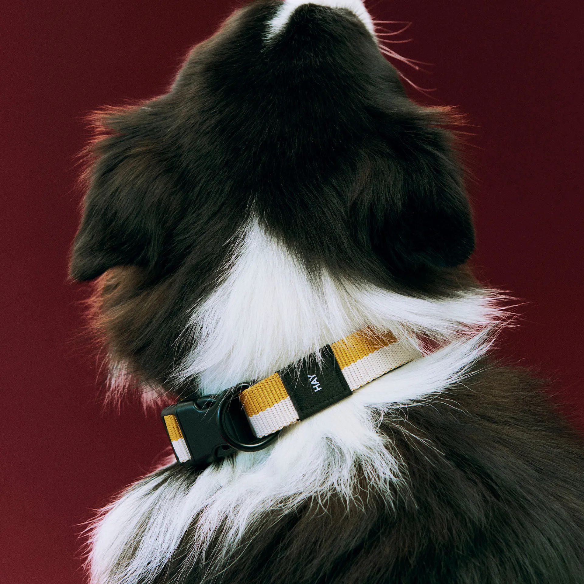 HAY Dog Collar Medium/Large - HAY - NO GA