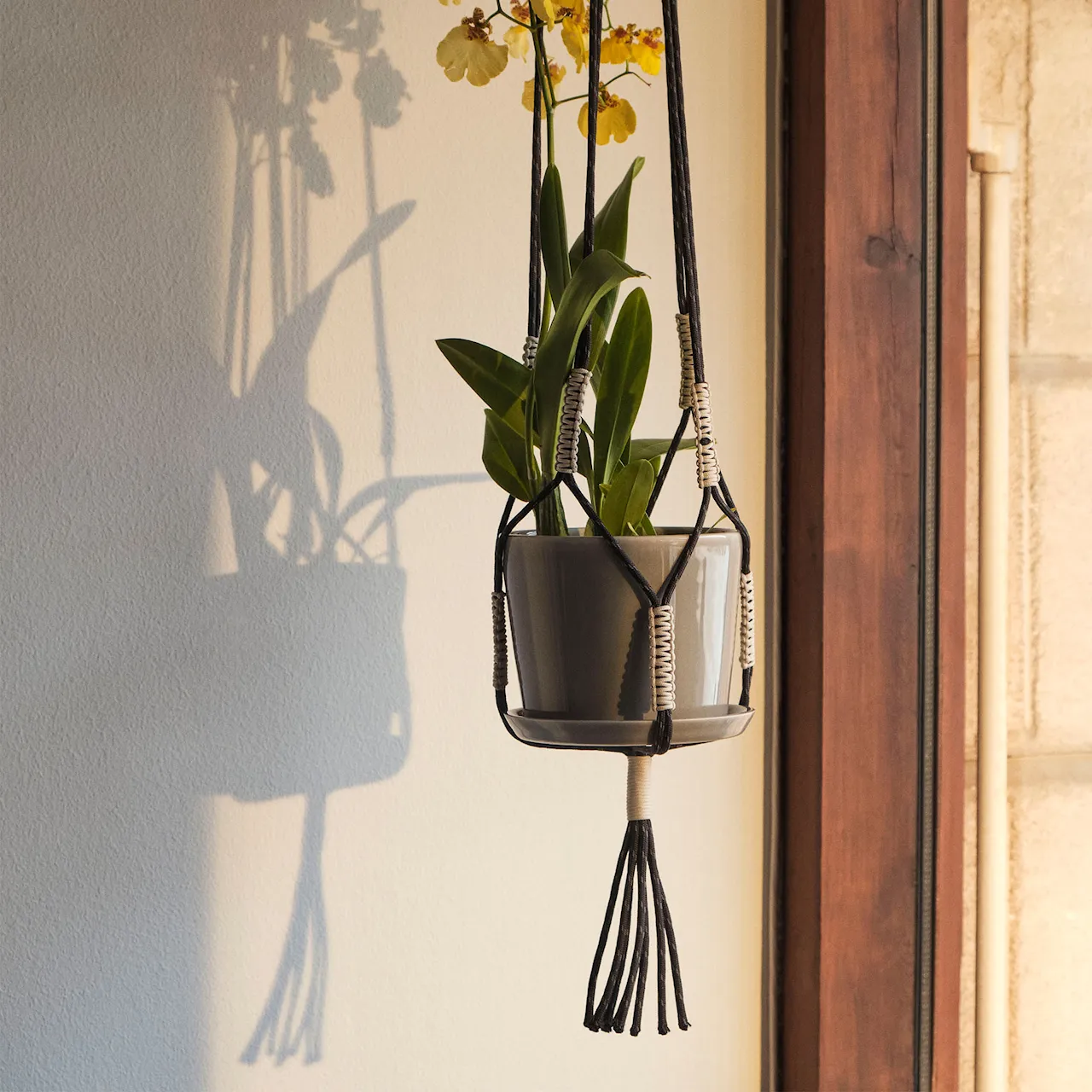 Phanta Plant Hanger