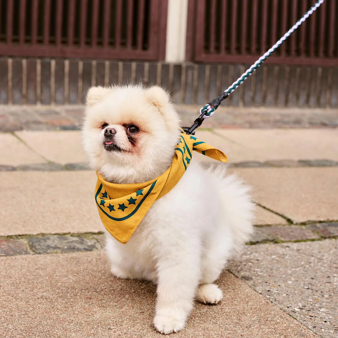 HAY hundesnor Braided