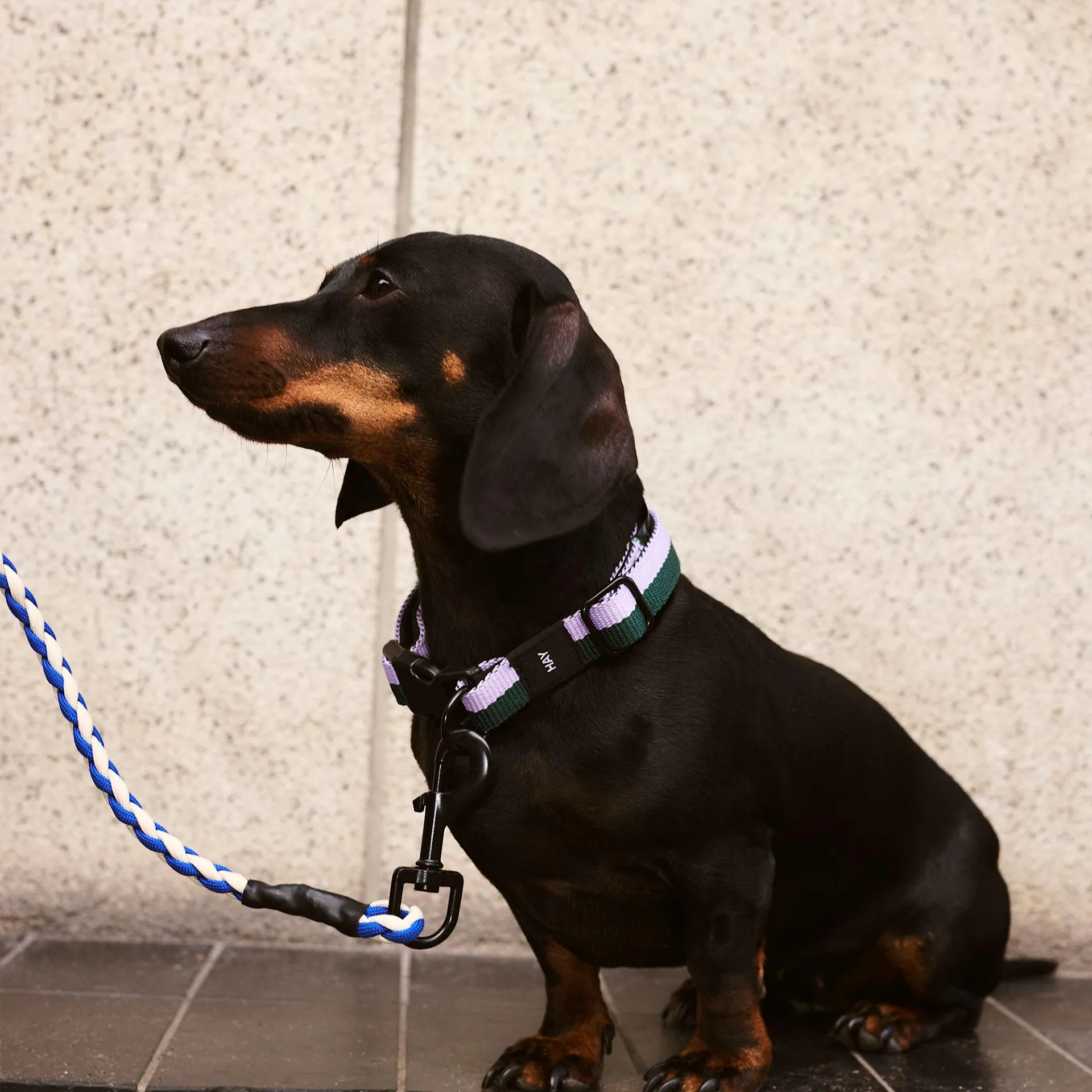 HAY Dogs Leash Braided - HAY - NO GA