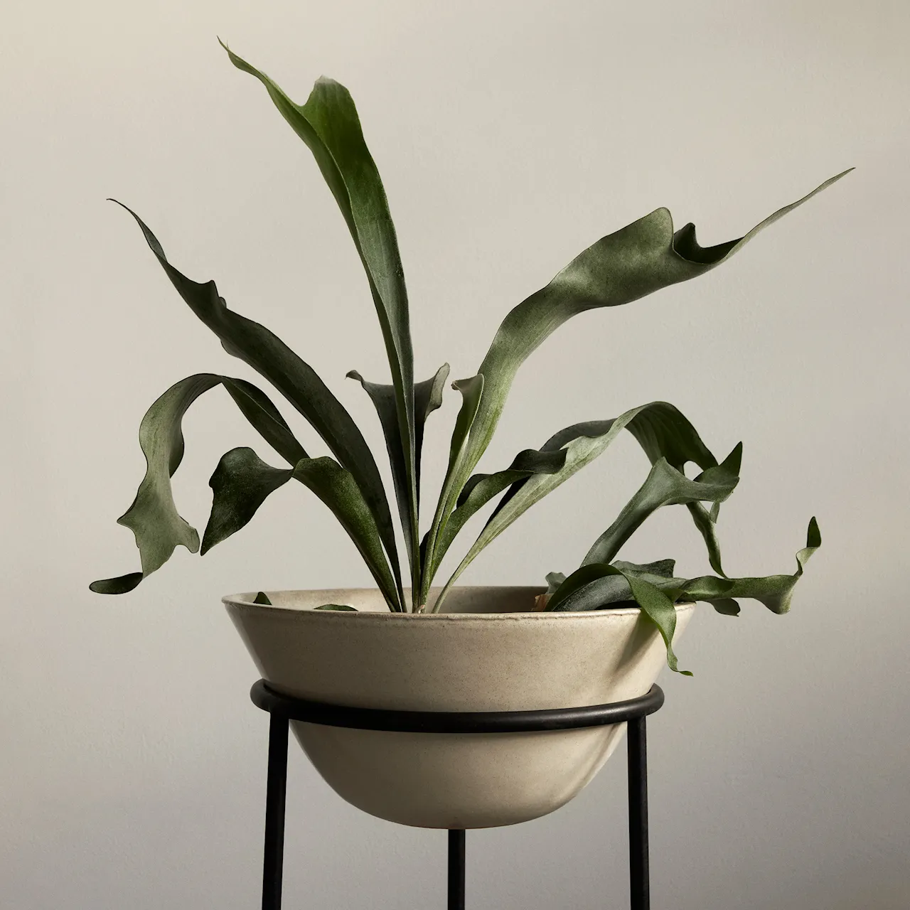 Daiza Planter, H65/Ø25, Ivory