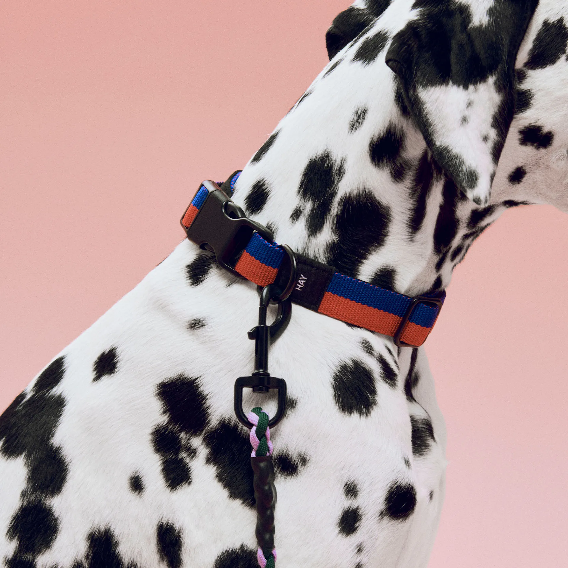 Dog collar flat M/L - HAY - NO GA