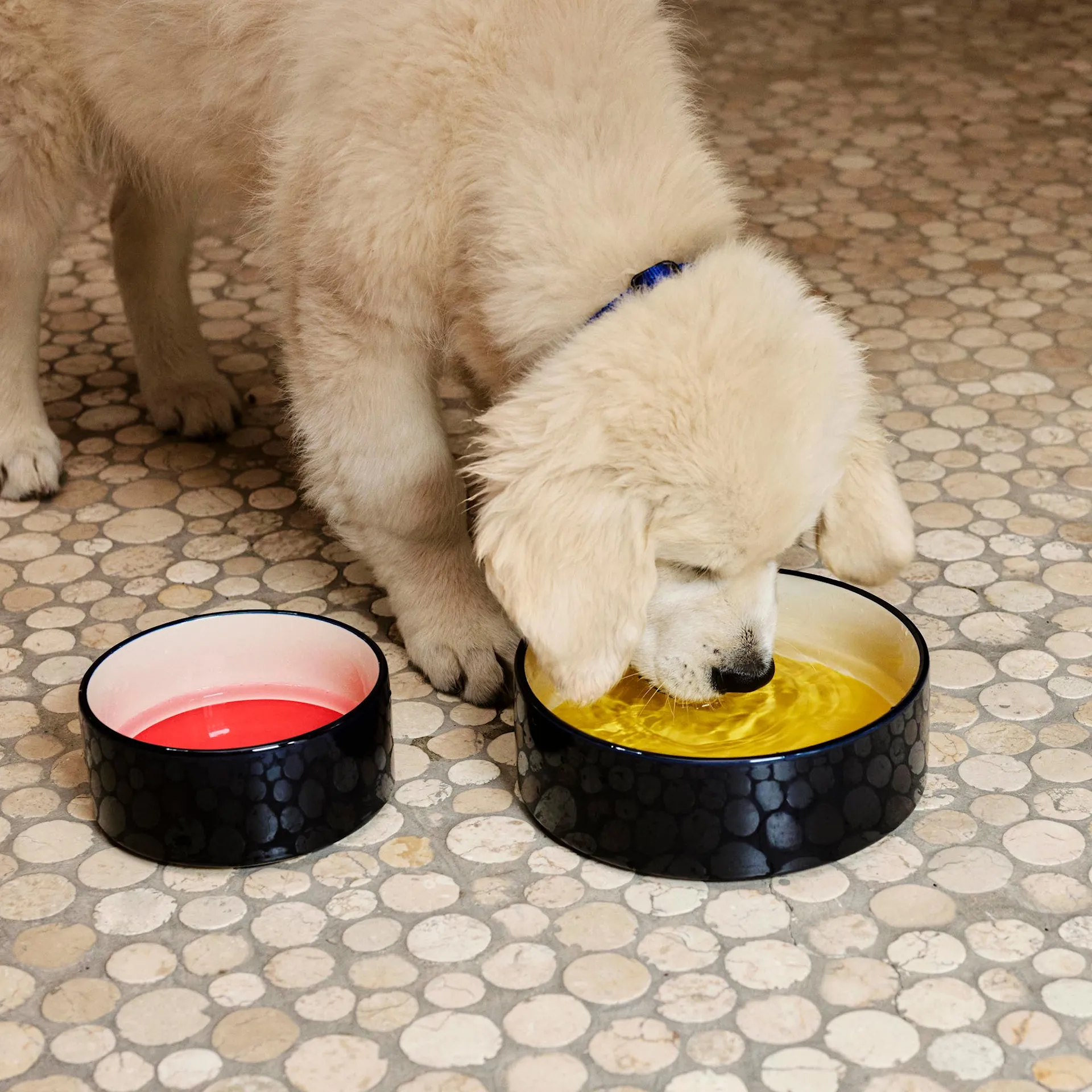 HAY Dogs Bowl Small - HAY - NO GA